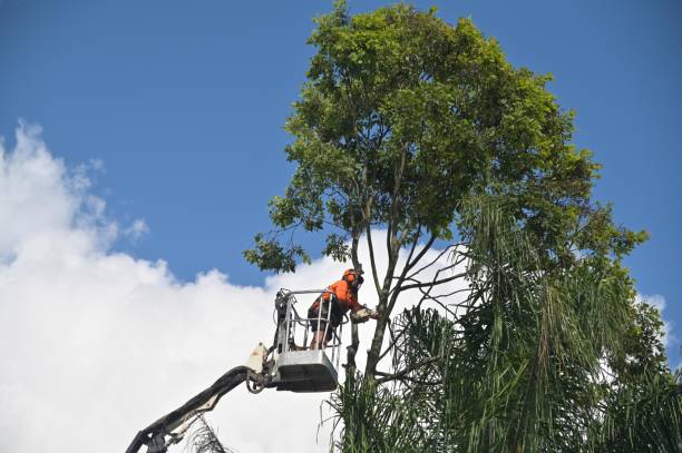 Professional Tree Services in Warm Mineral Springs, FL