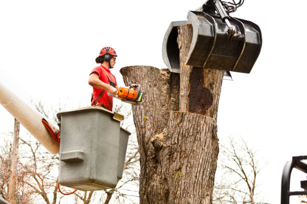 How Our Tree Care Process Works  in  Warm Mineral Springs, FL